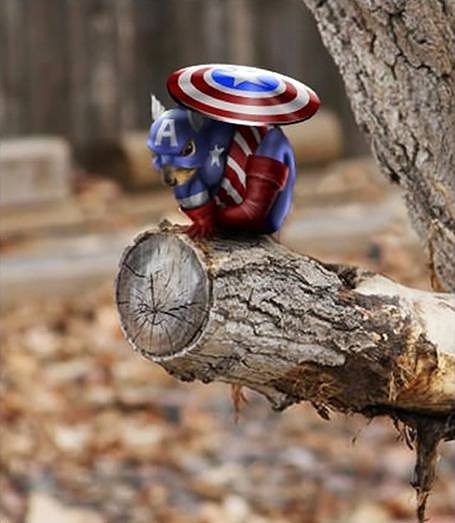 Captain America Squirrel