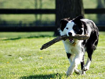 Fetch stick2