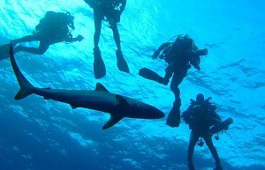 Shark Diving 2