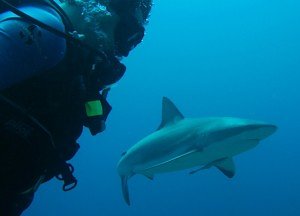 Shark Diving
