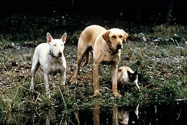 The Incredible Journey