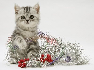 burton-jane-silver-tabby-kitten-with-silver-tinsel-and-red-berry-christmas-decoration