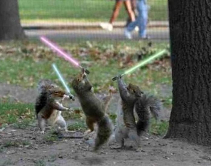 squirrel_lightsabers-large